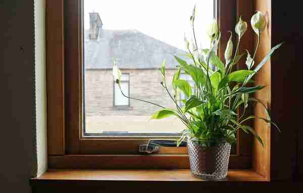 Planta en maceta cerca de una ventana con luz suave